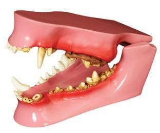 Jaw opens and closes and separates for closer study. Model Size: 2.75 x 2 x 1.125. With key card.