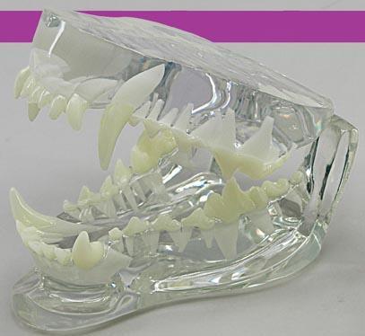 LFA #9196 Clear Canine Jaw Healthy canine hinged jaw showing the roots of