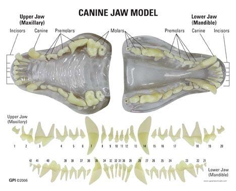 LFA #9200 Canine Ear- Normal and Infected This 2-sided, average size,
