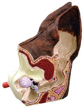 tube, tympanic bulla, middle ear cavity, tympanic membrane, horizontal