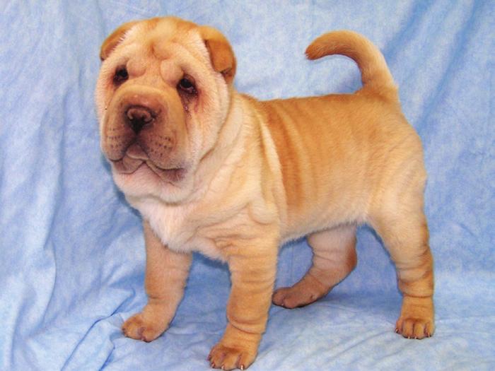 Active families should consider Terriers and Retrievers, while more laid back Shar Pei families might investigate breeds such as Shih Tzus or Pugs that were bred as companion animals.