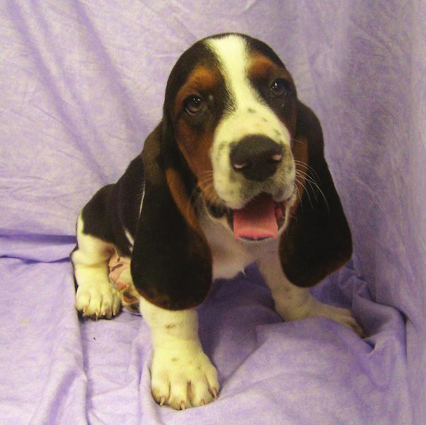 When called upon, the Basset s big voice makes him a worthy watchdog. BEAGLE: Affectionate to a fault, Beagles thrive in homes where constant companionship is available.