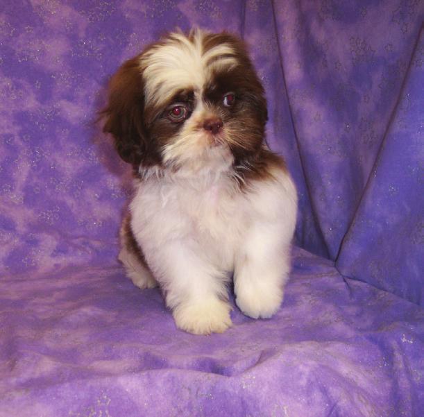 Hypo-Allergenic Breeds SHIH TZU: With a fun loving and comical demeanor, the Shih Tzu is the epitome of unconditional love. A playful children s companion, the Shih Tzu weighs 10-16 pounds.
