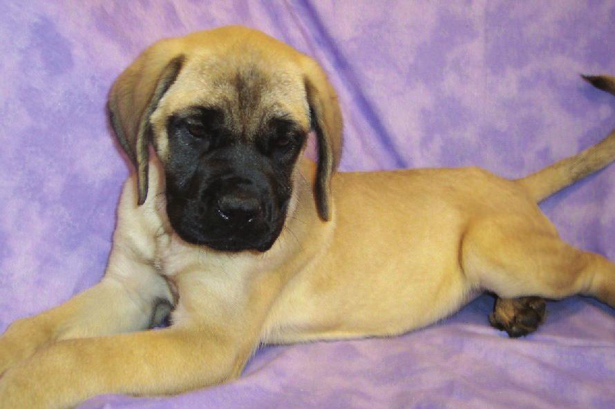 Large Breeds MASTIFF: So you want a BIG dog? The surprisingly gentle Mastiff is massive; growing to a height of 27 to 30 at the shoulder and weighing 140 to 185 pounds!