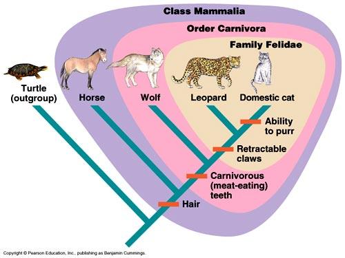 Reading a Cladistics Diagram The wolf has hair, and it is carnivorous.