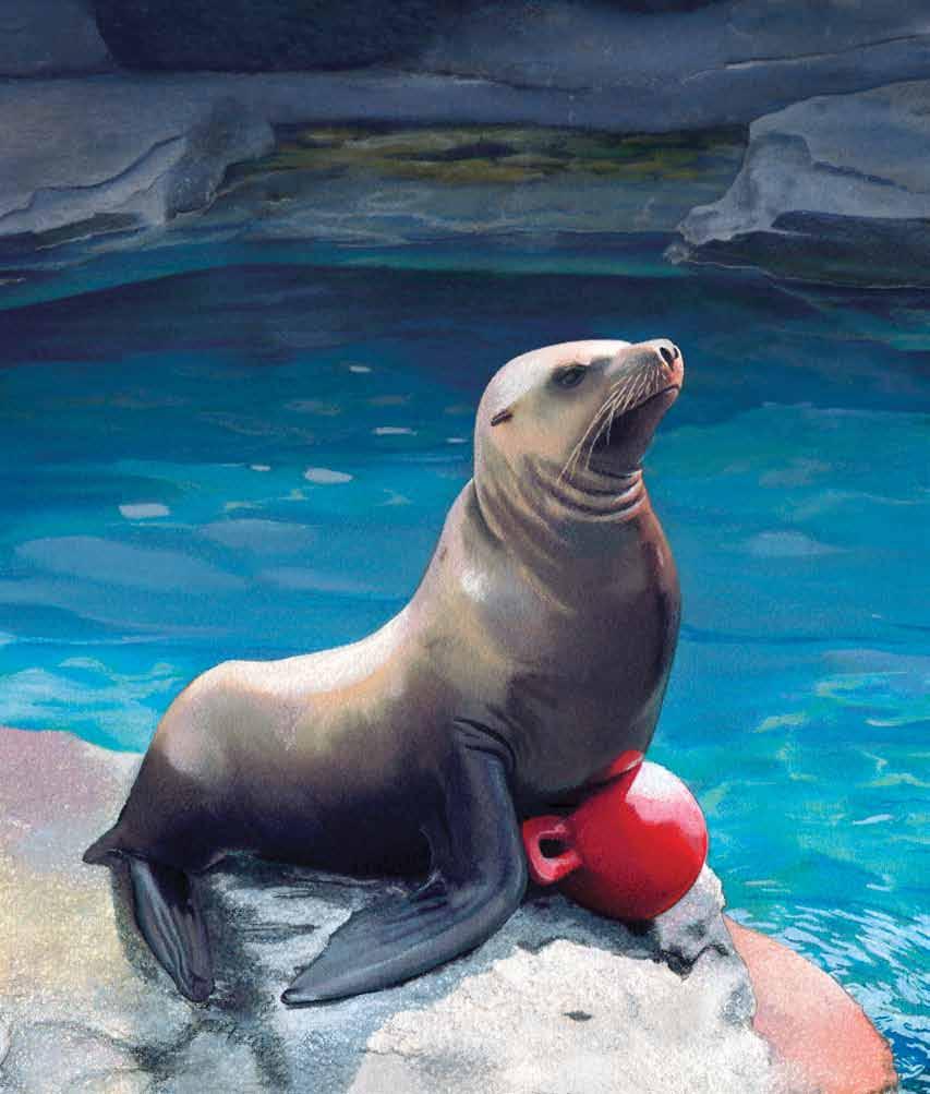 Astro The Steller Sea Lion By Jeanne