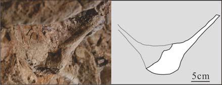 Fig. 4 ventral keel of the penultimate cervical vertebra in posterior view Ant.p: anterior process; Tub: tuberculum. Fig.
