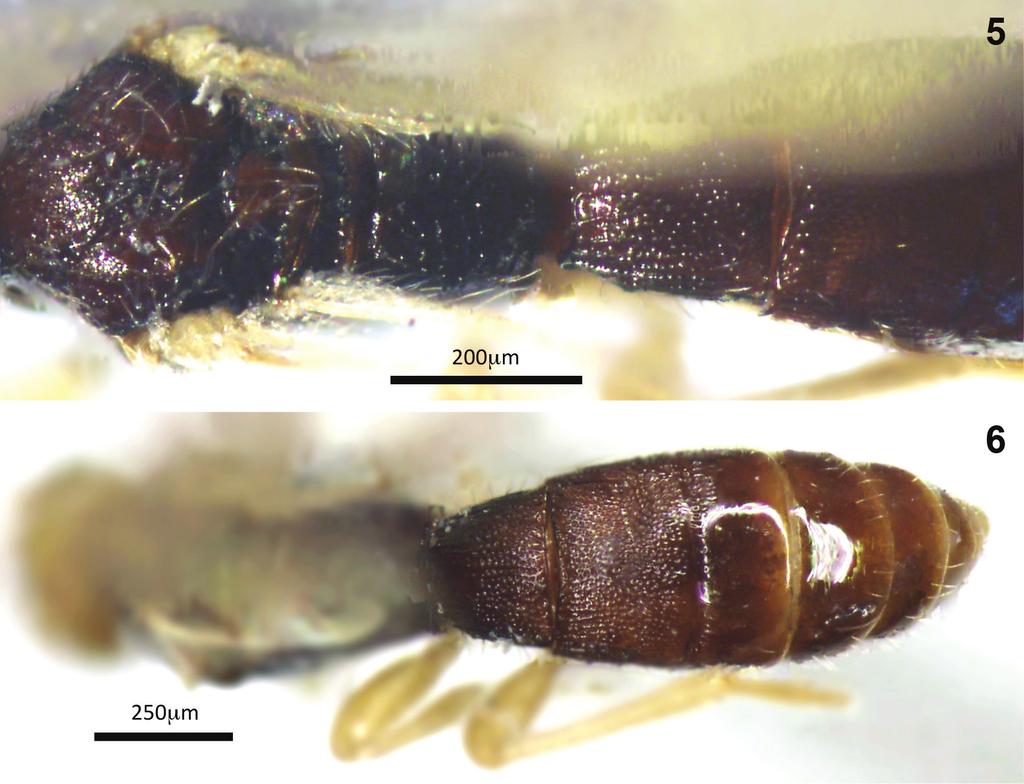 Range extension and synonymy of Facitorina 113 Figures 5 6. Montaged light micrographs of Conobregma bradpitti sp. n.; 5 mesosoma to tergite 2, dorsal aspect 6 metasoma, dorsal aspect.