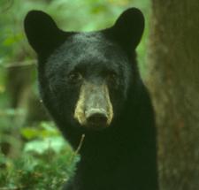 Black Bear Ursus americanus Other common names American Black Bear Introduction Black bears are the second largest mammal in New York, but they re actually the smallest bear species in North America.