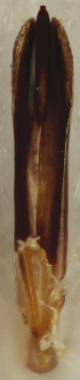 fragilis sp. nov. HT aedeagus, 0.40 mm; 13- T. anayahani sp. nov. HT aedeagus, 0.80 mm.