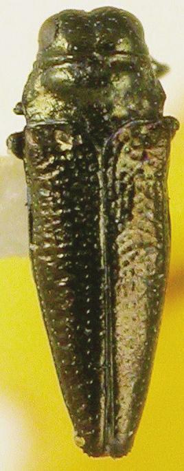 Taphrocerus subpolitus: holotype (, MNCN): Costa Rica, San Isidro (E. Reimoser). The holotype of T. subpolitus is conspecific with the lectotype of T. exiguus. The name T.