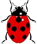 LADYBUGS: These great little garden helpers are called ladybugs. But they are not bugs - they are beetles. Ladybugs can be found in gardens, trees, shrubs, flowers, forests, weed patches and fields.