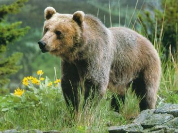 Grizzly Bears spend most of their time looking for food. The grizzly is North America's largest omnivore, meaning it eats both plants and animals.
