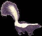 SKUNKS live in many different kinds of habitats. Skunks move into other groundhog, rabbit, or fox dens. They like to live near streams and ditches. Skunks do not hibernate for the entire winter.
