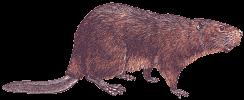 BEAVERS live in Canada and northern United States. They can be seen all the time in Maine. They also live in some parts of Europe and Asia. They build their homes underwater in rivers or streams.