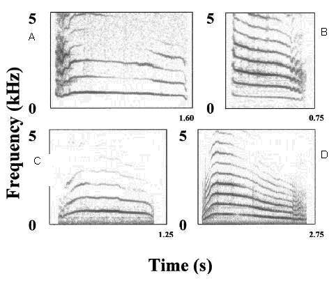 Figure 4 Spectrograms of four single meow calls (A to D). Sound frequency is in khz (y-axis) and duration is in seconds (x-axis).