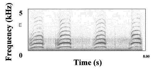 Figure 5 Spectrogram of four consecutive meow vocalisations over eight seconds during one context.