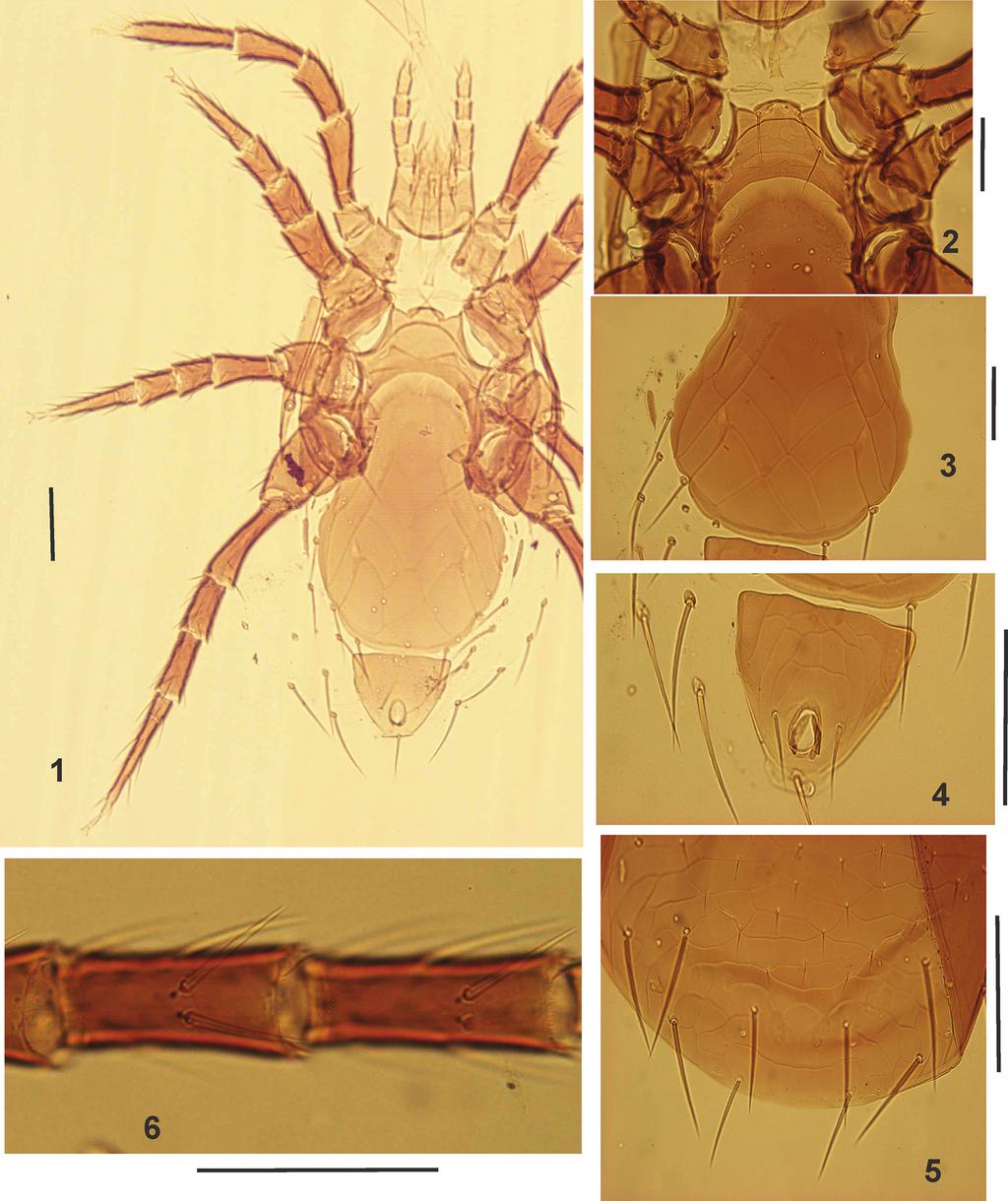 A new genus and species of Laelapidae from Iran with notes on Gymnolaelaps... 31 Figures 1 6. Pogonolaelaps canestrinii (Berlese).