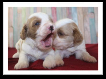 See puppy photos and litter information in the Special Availability