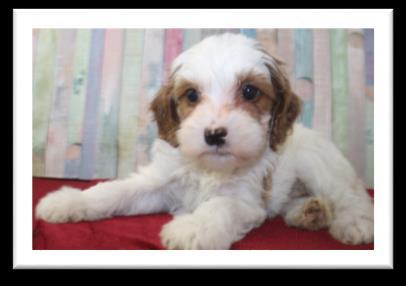 Beignet s Bicha-Poos 3 males available to reserve ready August 20