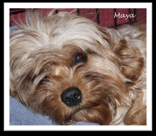 Maya X Nicki (10 lbs. or less) (CavaPooChon F1-b puppies sire is a Cavalier) 2.