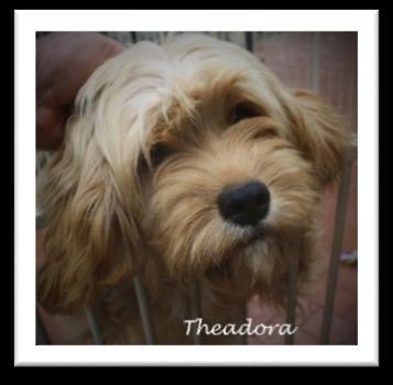 temperaments. Extremely loving natures PETITE AND XS PETITE GOLDENDOODLES (10 20 lbs.