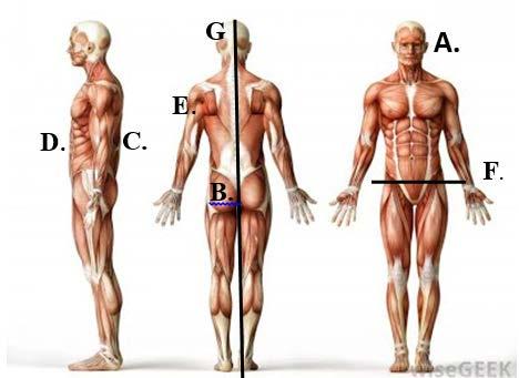 From worms through humans, we use the following anatomical terms to represent general locations of the body.