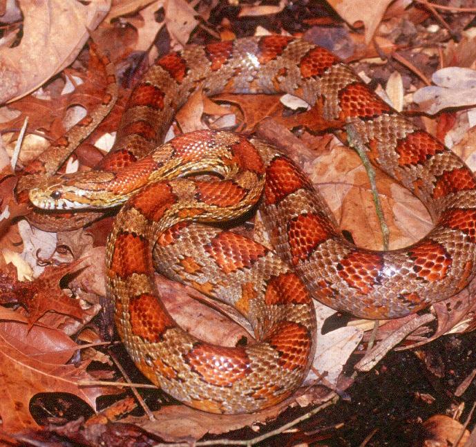 Corn Snake Elaphe guttatus Range and Habitat: Corn snakes are native to the southeastern U.S. They inhabit woodlands (especially pine forests), grasslands, rocky hillsides, and agricultural areas.