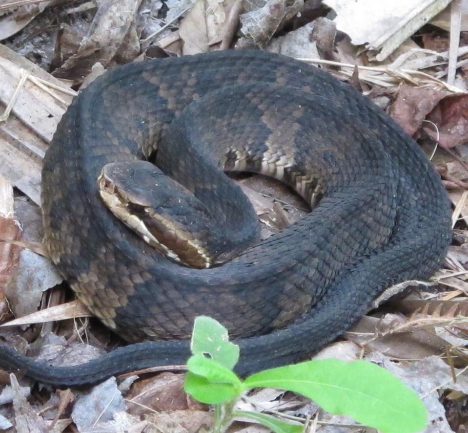 Cottonmouth Agkistrodon piscivorus Range and Habitat: Cottonmouths, also known as Water Moccasins, inhabit the southeastern U.S. and Atlantic coastal plain west to Texas.
