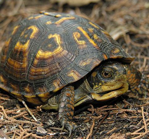 Eastern Box Turtle Terrapene carolina carolina Range and Habitat: Eastern box turtles live in the Eastern U.S., from Maine to Florida and as far west as Oklahoma, Kansas, and Texas.