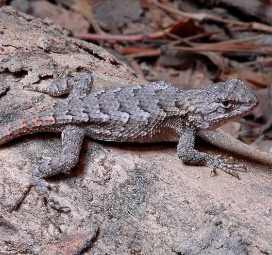 Eastern Fence Lizard Sceloporus undulatus Range and Habitat: Eastern fence lizards live throughout the eastern and southern U.S. and can be found in a variety of habitats, including dry forests and rocky outcrops.