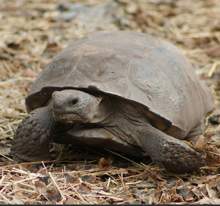 Gopher Tortoise Gopherus polyphemus Range and Habitat: Gopher tortoises are only found in the southeastern coastal plain of the U.S.