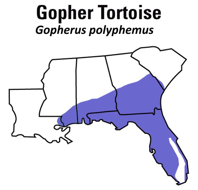 Diet: Various grasses, legumes, and other plants Lifespan: At least 40 years Reproduction: Gopher tortoises can take up to 21 years to reach sexual maturity.