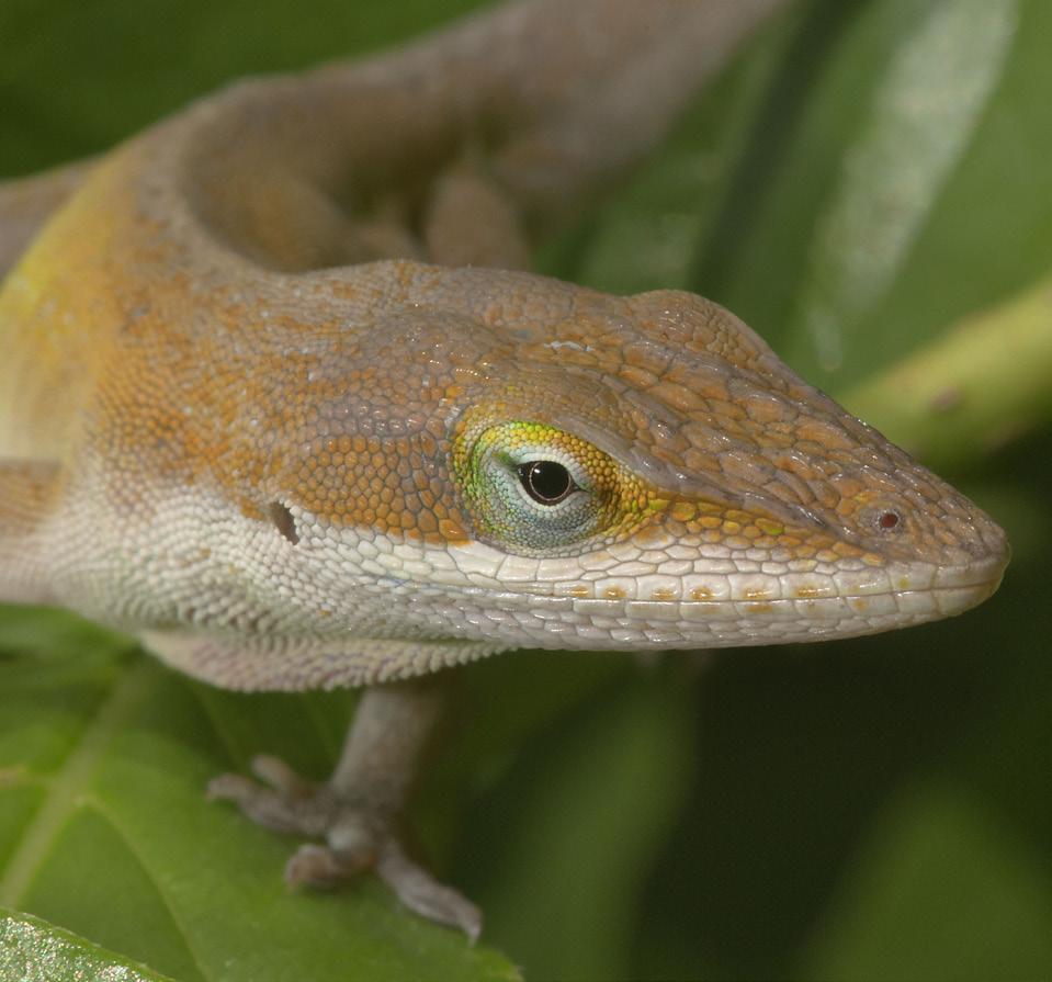 Green Anole Anolis carolinensis Range and Habitat: Green anoles are found in the southeastern U.S. and along the gulf coast.
