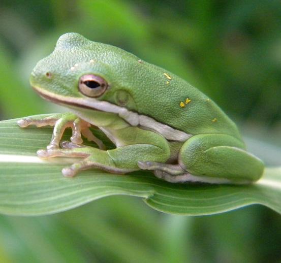 Green Tree Frog Hyla cinerea Range and Habitat: Green tree frogs are found in the southern U.S. and Atlantic coastal plain. They inhabit well-vegetated wetland areas, both natural and artificial.