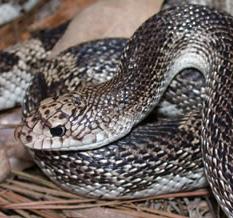 Pine Snake Pituophis melanoleucus Range and Habitat: Pine snakes occupy a patchy distribution within the southeastern U.S. They have been observed in such habitats as sandhills, scrub forest, abandoned fields, and dry mountain ridges.
