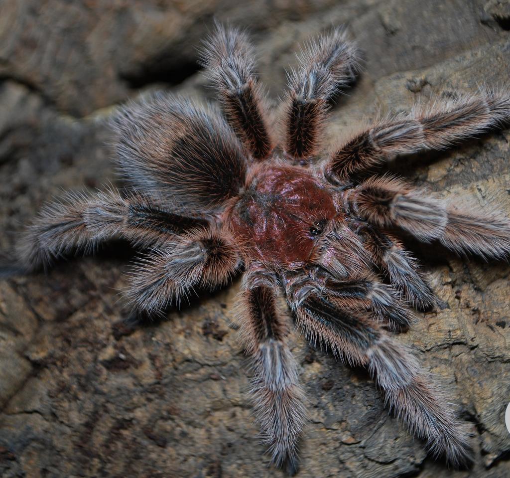 Rose Hair Tarantula Grammostola rosea Range and Habitat: Also called the Chilean rose tarantula, this species inhabits the scrubland and desert of Northern Chile.