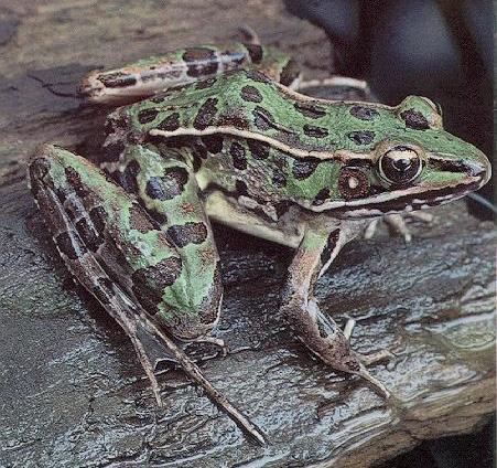 Southern Leopard Frog Rana sphenocephala Range and Habitat: These frogs live in the southeastern U.S., along the Atlantic coastal plain and west to Texas.