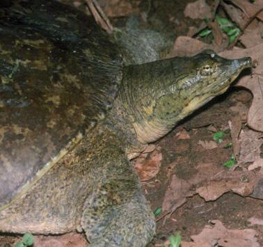 Spiny Softshell Apalone spinifera Range and Habitat: Spiny softshell turtles occupy the central-eastern U.S., south to Mexico.
