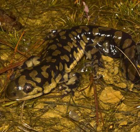 Eastern Tiger Salamander Ambystoma tigrinum Range and Habitat: The tiger salamander s range includes much of the U.S., as well as southern Canada and northern Mexico.
