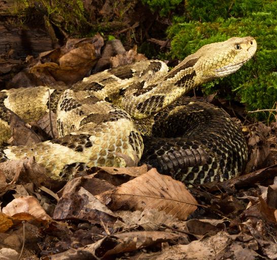 Timber Rattlesnake Crotalus horridus Range and Habitat: Timber rattlesnakes have a range that includes parts of the northeast and southeast, as well as much of the central U.S.
