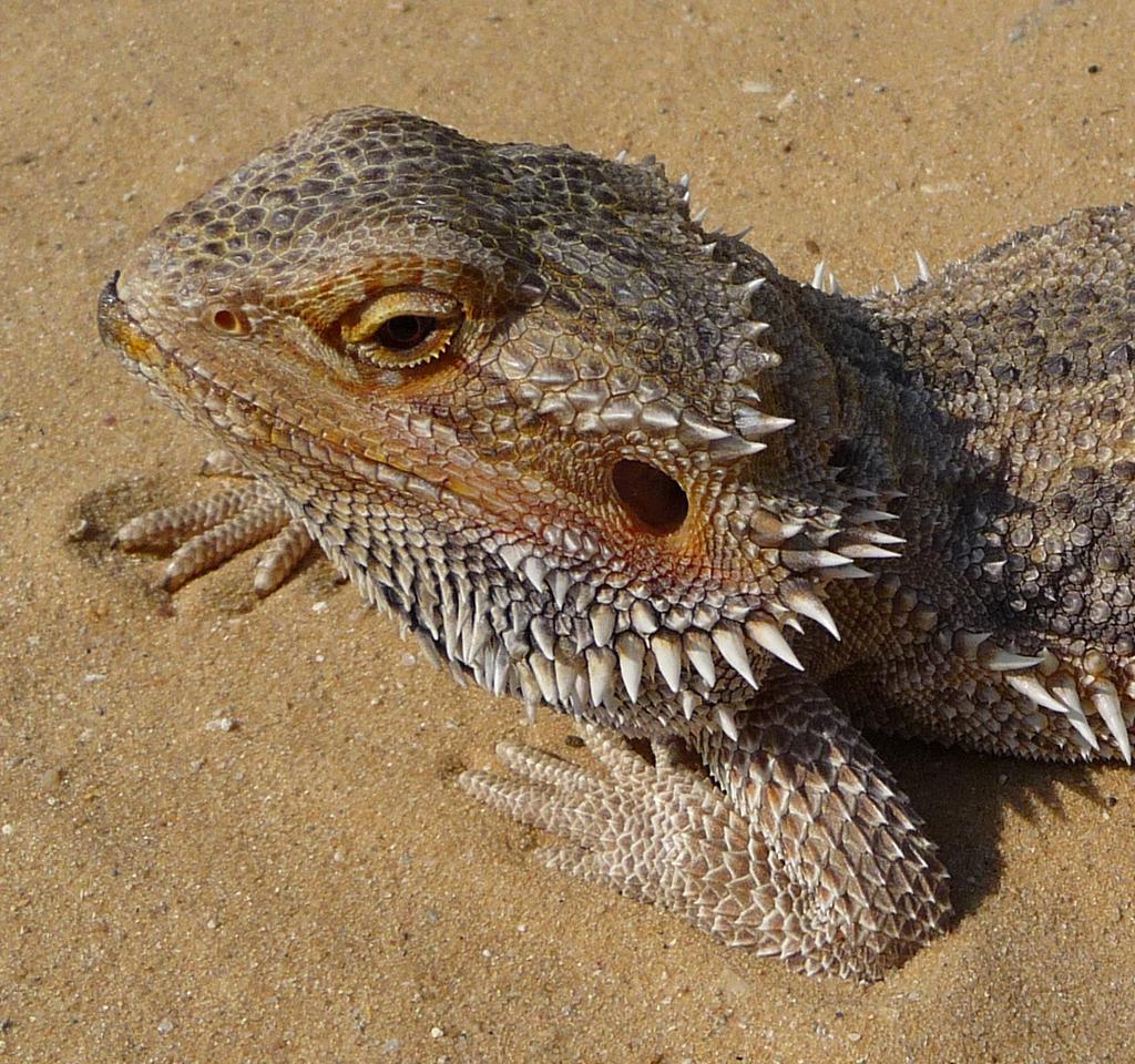 Bearded Dragon Pogona vitticeps Range and Habitat: Sometimes called the Central or Inland bearded dragon, this species is native to the arid or semiarid interior of Australia.