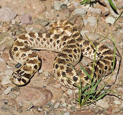 Western Hognose Heterodon nasicus Range and Habitat: Western hognose snakes are native to south-central Canada, the Great Plains states, and northern Mexico.