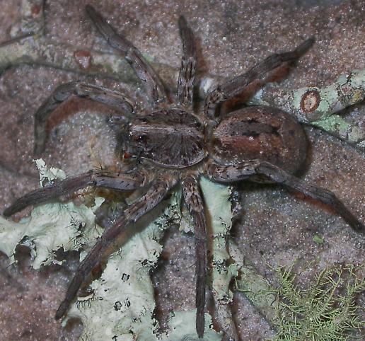 Carolina Wolf Spider Hogna carolinensis Range and Habitat: Carolina wolf spiders are found throughout the U.S. as well as parts of Canada and Mexico.