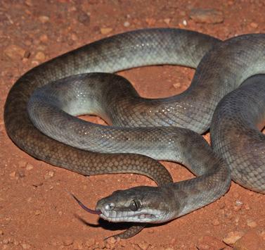 Children s Python Antaresia childreni Range and Habitat: This species inhabits north-central Australia, including the islands of the Torres Strait.