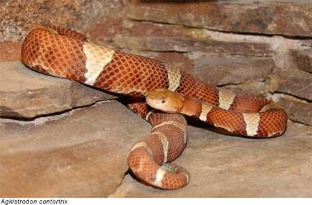 snake s weight has no average because snakes can get smaller and bigger so no snake is an average. The anaconda is one of the heaviest snakes on earth because it eats buffalo, deer, and gazelle.
