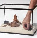 Place the natural driftwood included in your kit in the centre area of the terrarium.
