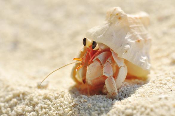Life span Land Hermit Crabs can have a lifespan in captivity of up to 15 years. Though in nature it is believed this species can reach ages of up to 30 years old.