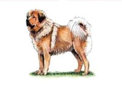 Tibetan Mastiff Breed Standard Photos & Drawings The Kennel Club (United Kingdom) United Kennel Club (United States) This information in this article was