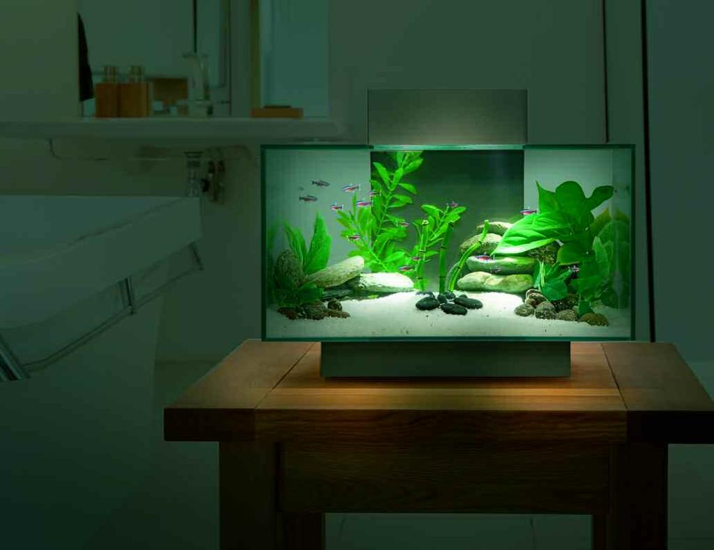Fish are usually sold as juveniles, so you will need to allow some extra space for your fish to grow.